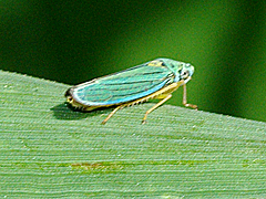 Blue-green sharpshooter
